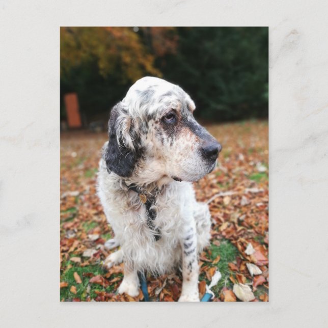 Cartão postal do cão de outono (Frente)