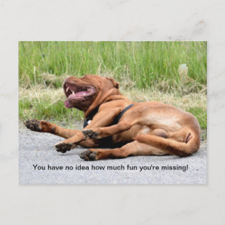 Cartão postal do cão rindo engraçado
