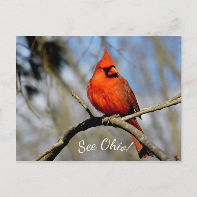 Cartão postal do Cardinal (Veja Ohio) (Frente)