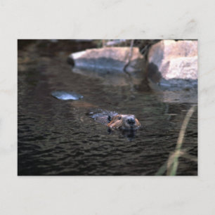 Cartão postal do castor