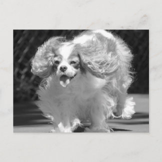 Cartão postal do Cavalier King Charles Spaniel cor
