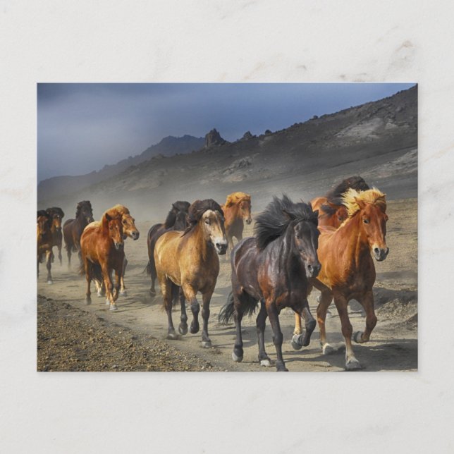 cartão postal do cavalo (Frente)