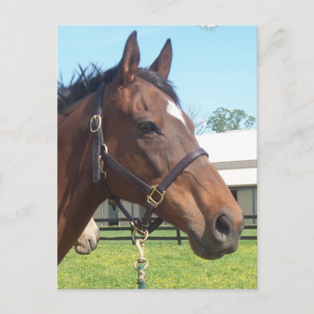 Cartão postal do cavalo árabe alerta (Frente)