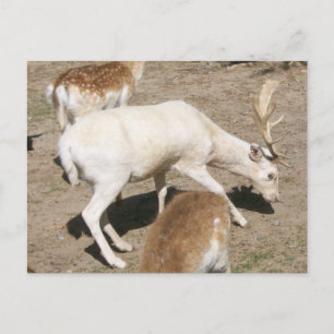 Cartão postal do cervo albino