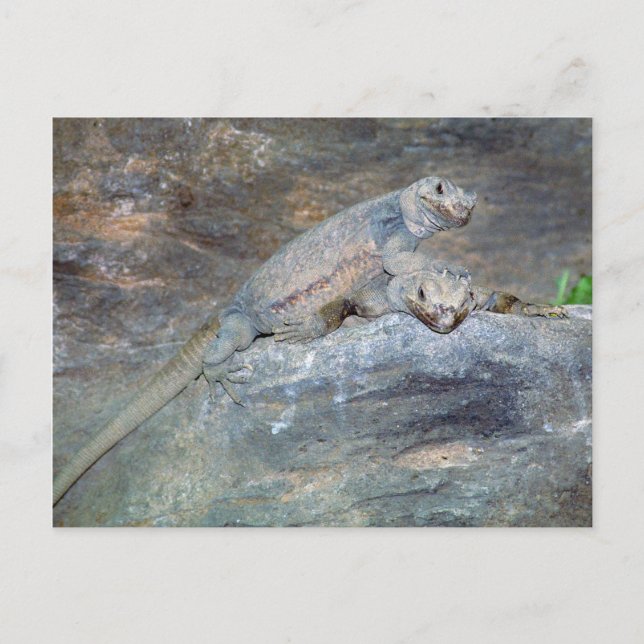 Cartão Postal do Chuckwalla de Pé (Frente)