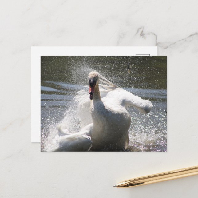 Cartão postal do cisne (Frente/Verso In Situ)