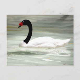 Cartão postal do cisne