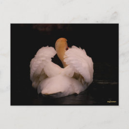 Cartão Postal do Cisne de Maui