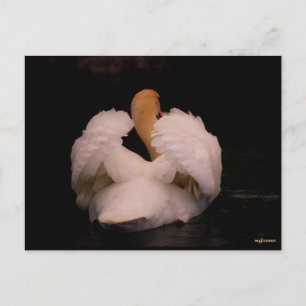 Cartão Postal do Cisne de Maui