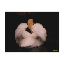 Cartão Postal do Cisne de Maui