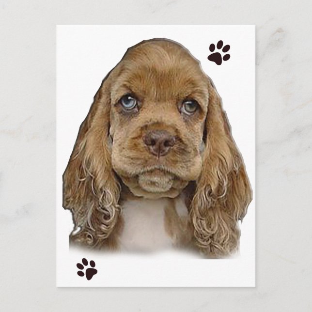 Cartão postal do Cocker Spaniel (Frente)