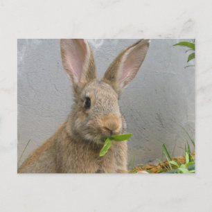 Cartão postal do coelho Cottontail