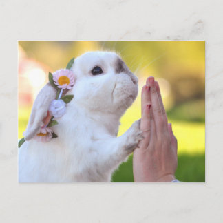 Cartão postal do coelho Exempel