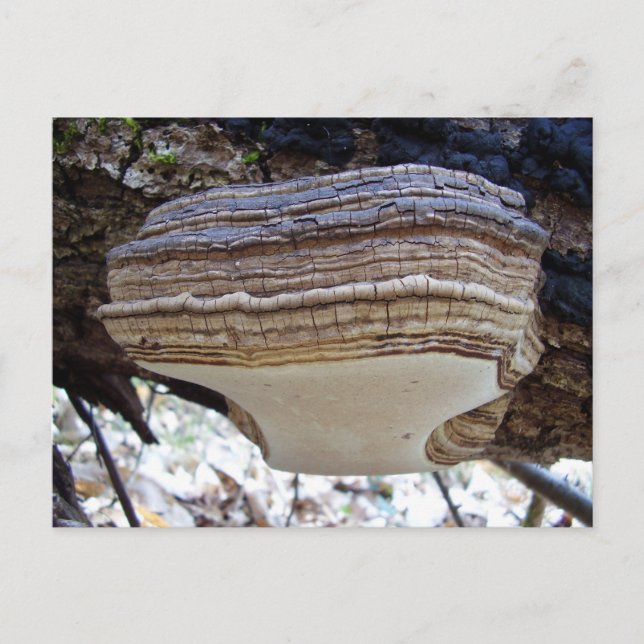 Cartão postal do cogumelo Phellinus igniarius (Frente)