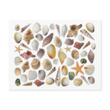 Cartão Postal do Colecionador de Conchas