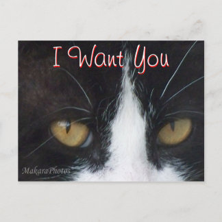 Cartão-postal do Convite Cat - personalize qualque