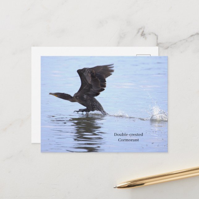 Cartão postal do cormorão de crista dupla (Frente/Verso In Situ)