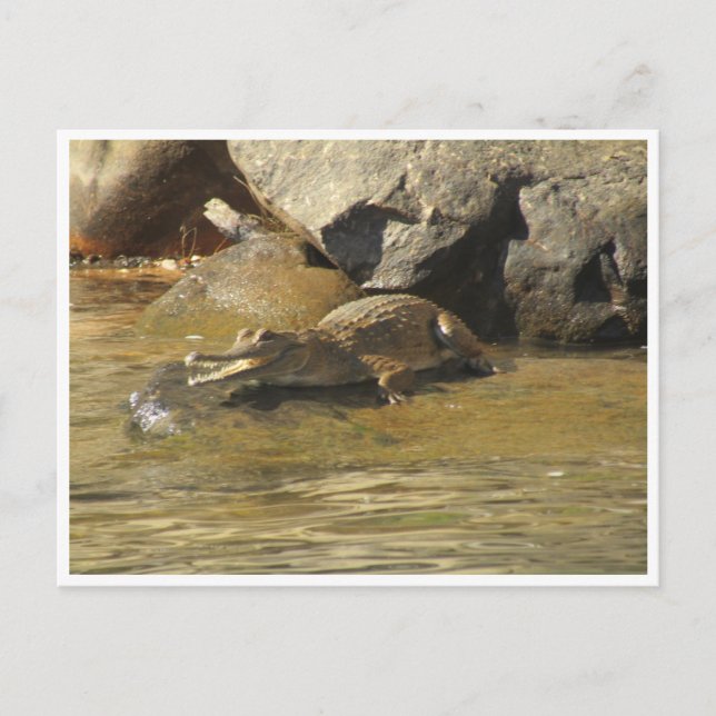 cartão postal do crocodilo água fresca (Frente)