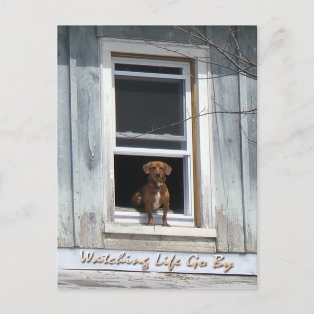 Cartão postal do dia do cão (Frente)