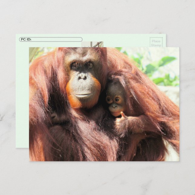 Cartão postal do Dia Orangutan (Frente/Verso)
