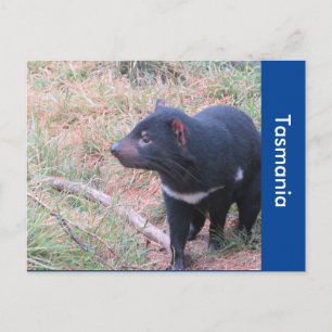 Cartão Postal do Diabo da Tasmânia