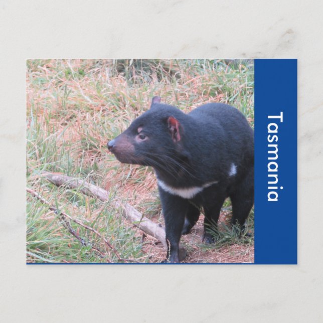 Cartão Postal do Diabo da Tasmânia (Frente)