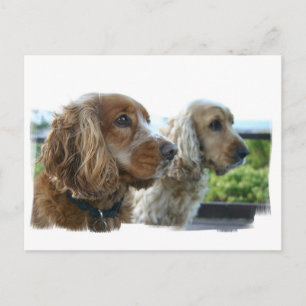 Cartão postal do English Cocker Spaniel