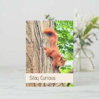 Cartão postal do esquilo vermelho fofo e curioso