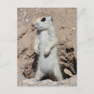 Cartão postal do Esquirrel Power Ranger