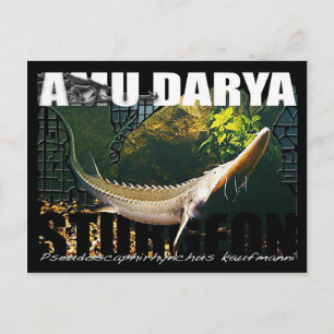 Cartão Postal do Esturjão do Amu Darya
