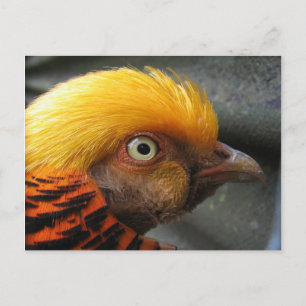 Cartão Postal do Faisão Dourado