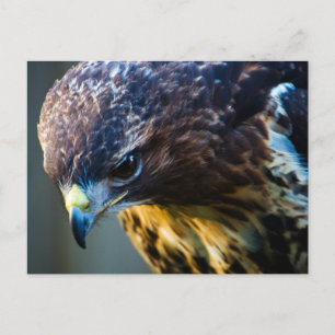 Cartão Postal do Falcão-de-cauda-vermelha