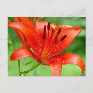 Cartão postal do Firecracker Lilly