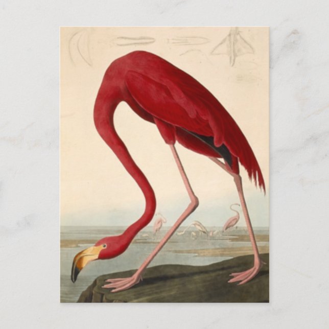 Cartão postal do flamingo-vermelho de Audubon (Frente)