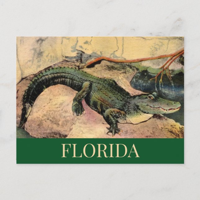 Cartão Postal do Florida Gator (Frente)