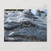 Cartão postal do Florida Gator