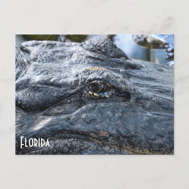 Cartão postal do Florida Gator (Frente)