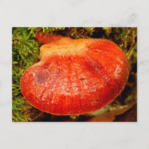 Cartão postal do Fungus Beefsteak