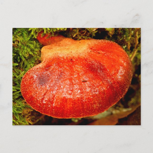 Cartão postal do Fungus Beefsteak (Frente)
