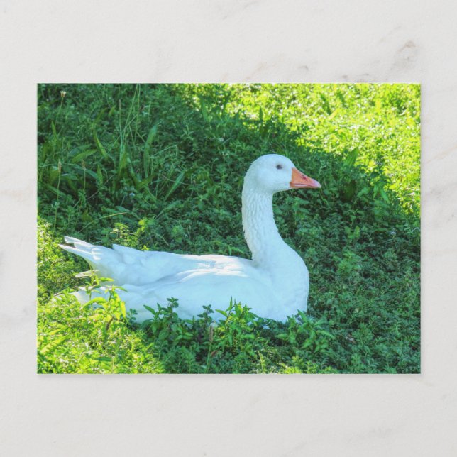 Cartão postal do ganso Emden sentado à sombra (Frente)