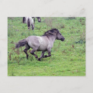 cartão postal do garanhão selvagem