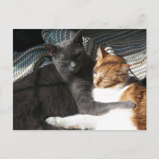 Cartão postal do gatinho (Frente)