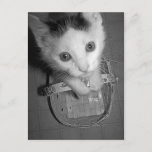 cartão postal do gatinho bambam