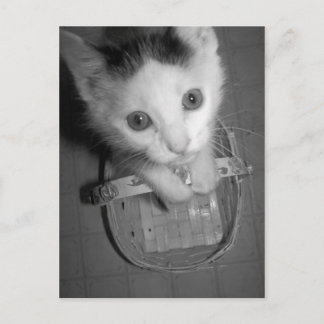 cartão postal do gatinho bambam