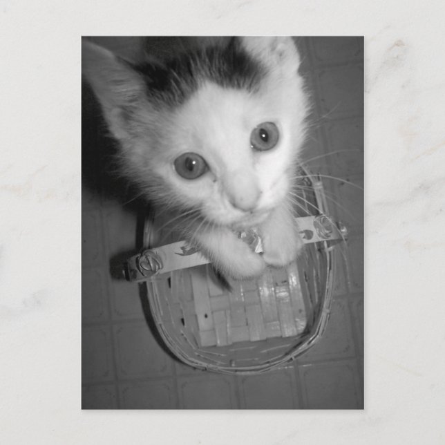 cartão postal do gatinho bambam (Frente)