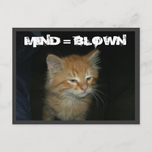 Cartão postal do gatinho "MIND = BLOWN"