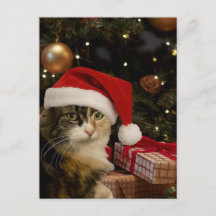 Cartão Postal do Gatinho Santa Tricolor