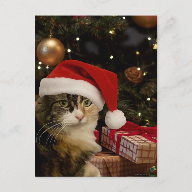Cartão Postal do Gatinho Santa Tricolor (Frente)