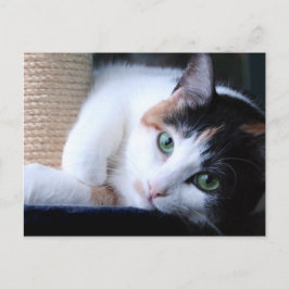 Cartão postal do gato com posto arranhado.