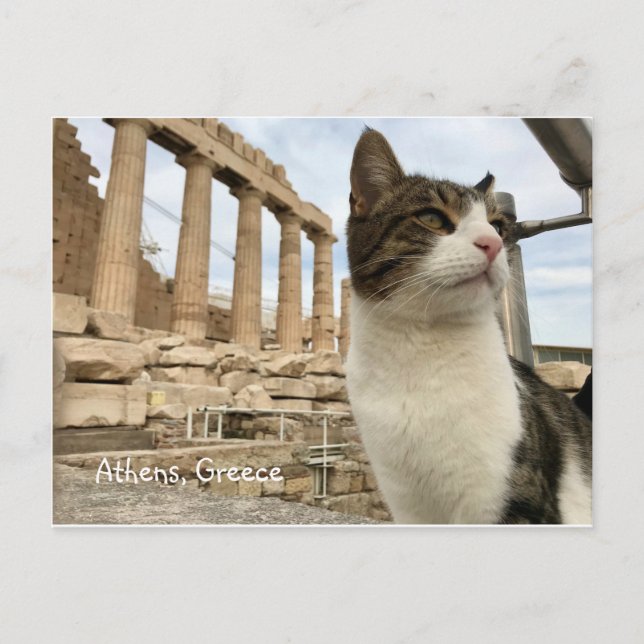 Cartão postal do Gato de Atenas (Frente)